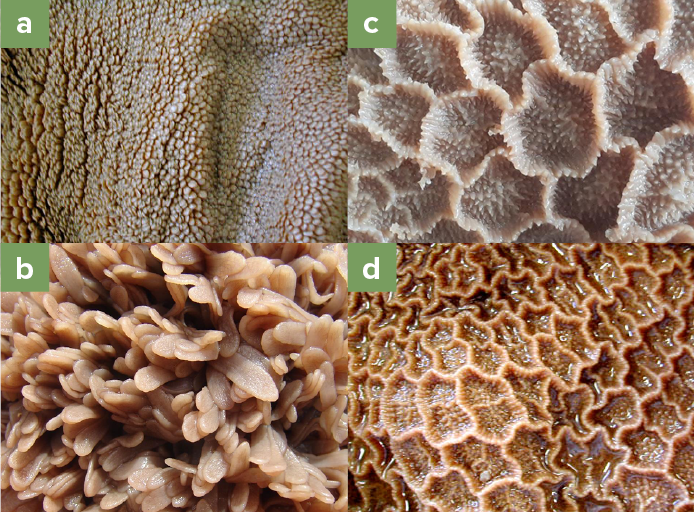 The image consists of four distinct close-up textures labeled (a) through (d). Image (a) shows a rough, bumpy texture, resembling the surface of a sponge or porous rock. Image (b) displays a soft, layered, leaf-like structure that appears to overlap in clusters, reminiscent of coral or sea flora. Image (c) highlights a pattern with ridged, petal-like structures that are arranged in a densely packed formation. Image (d) presents a network of polygonal, honeycomb-like shapes with a glossy, textured surface.